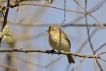 Oiseaux Pouillot véloce (Phylloscopus collybita)