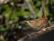 Oiseaux Troglodyte mignon (Troglodytes troglodytes)