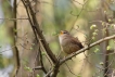 Oiseaux Troglodyte mignon (Troglodytes troglodytes)