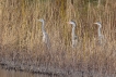 Oiseaux Héron cendré (Ardea cinerea)