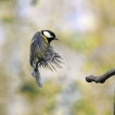 Oiseaux Mésange charbonnière (Parus major)