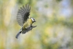 Oiseaux Mésange bleue (Cyanistes caeruleus)