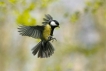 Oiseaux Mésange charbonnière (Parus major)