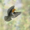 Oiseaux Rouge-gorge familier (Erithacus rubecula)