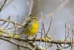 Oiseaux serin cini (Serinus serinus)