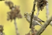 Oiseaux serin cini (Serinus serinus)