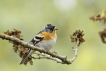 Oiseaux Pinson du Nord (Fringilla montifringilla)