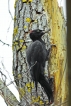 Oiseaux Pic noir (Dryocopus martius)