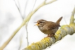 Oiseaux Troglodyte mignon (Troglodytes troglodytes)