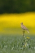 Oiseaux Alouette des champs (Alauda arvensis)