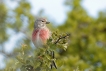 Oiseaux Linotte mélodieuse (Linaria cannabina)