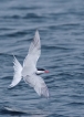 Oiseaux Sterne pierregarin (Sterna hirundo)