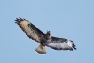 Oiseaux Buse variable (Buteo Buteo)