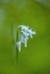 Flore Ail à trois angles (Allium triquetrum)