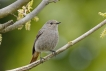 Oiseaux Rougequeue noir (Phoenicurus ochruros)