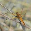 Insectes Libellule fauve (libellula fulva)