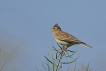 Oiseaux Alouette des champs (Alauda arvensis)