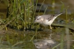 Oiseaux Bergeronnette printanière (Motacilla flava)