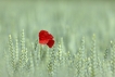 Flore coquelicot (Papaver rhoeas)