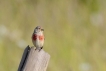 Oiseaux Linotte mélodieuse (Linaria cannabina)