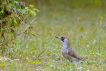 Oiseaux Pic vert (Picus viridis)