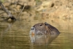 Mammifères Ragondin (Myocastor coypus)