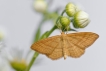 Insectes Acidalie ocreuse (Idaea ochrata)