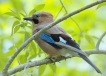 Oiseaux Geai des chènes (Garrulus glandarius)