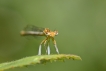 Insectes agrion à larges pattes (Platycnemis pennipes)