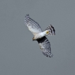 Oiseaux Épervier d\'Europe (Accipiter nisus)