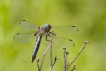 Insectes Libellule fauve (libellula fulva)