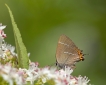 Insectes Thécla de l\'orme (Lycaenidae Theclinae)