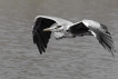 Oiseaux Héron cendré (Ardea cinerea)