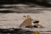 Oiseaux Grive musicienne (Turdus philomelos)