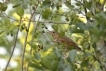 Oiseaux Grive musicienne (Turdus philomelos)