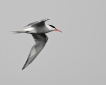 Oiseaux Sterne pierregarin (Sterna hirundo)