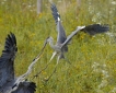 Oiseaux Héron cendré (Ardea cinerea)