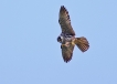 Oiseaux Faucon hobereau (Falco subbuteo)