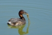 Oiseaux Grèbe castagneux (Tachybaptus ruficollis)