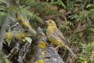 Oiseaux Bruant jaune (Emberiza citrinella)