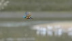 Oiseaux Martin-pêcheur d\'Europe (Alcedo atthis)