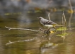 Oiseaux Bergeronnette des ruisseaux (Motacilla cinerea)