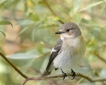 Oiseaux Gobemouche noir (Ficedula hypoleuca)