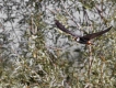 Oiseaux Faucon hobereau (Falco subbuteo)