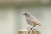 Oiseaux Rougequeue noir (Phoenicurus ochruros)