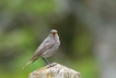 Oiseaux Rougequeue noir (Phoenicurus ochruros)