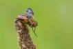 Insectes Phasie crassipenne (Ectophasia crassipennis)