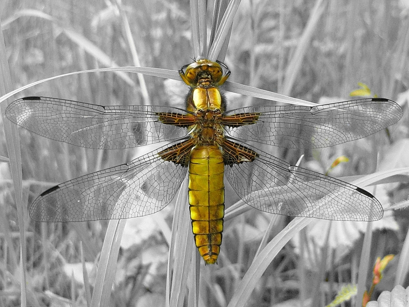 Photo Insectes Libellule déprimée (Libellula depressa)