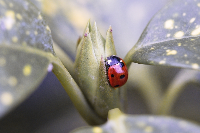 Photo Insectes Coccinelle à 7 points (Coccinella septempunctata)