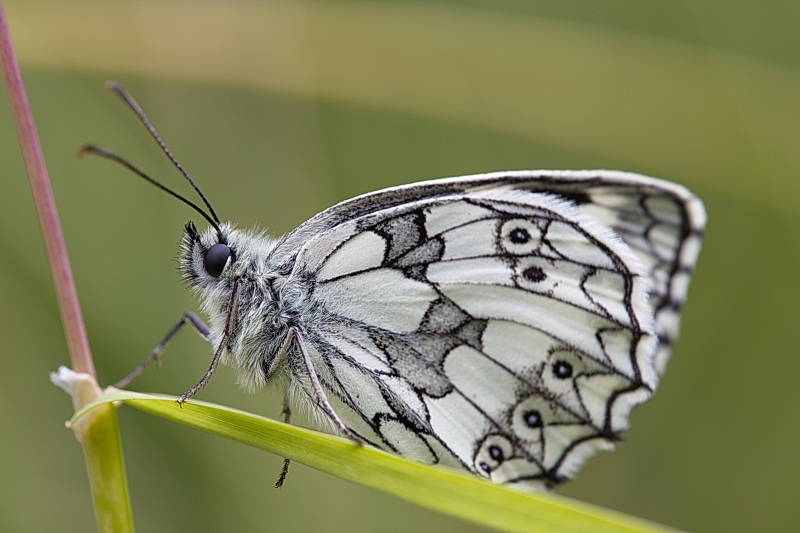 Photo Insectes Demi-deuil (Melanargia galathea)